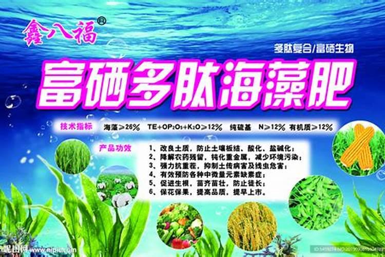 兰州金桥种业有限责任公司怎么样？