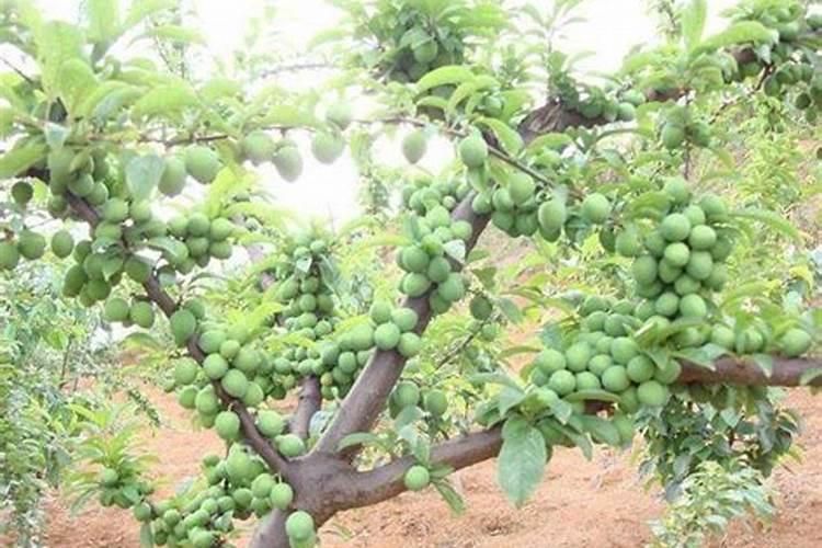 李子什么时间喷磷酸二氢钾和硼肥最好？