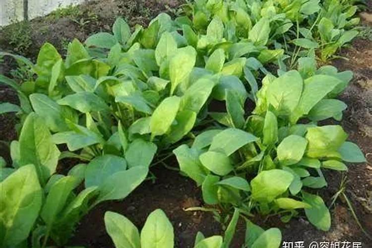 白菜菠菜应该施什么肥