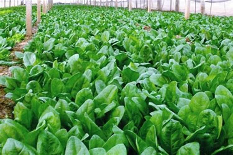 种植菠菜用什么化肥