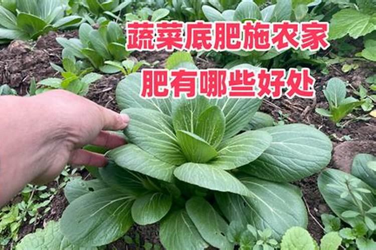 青菜施什么肥最好