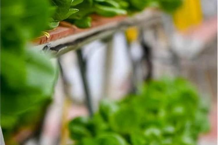 自家小菜园用什么肥料好