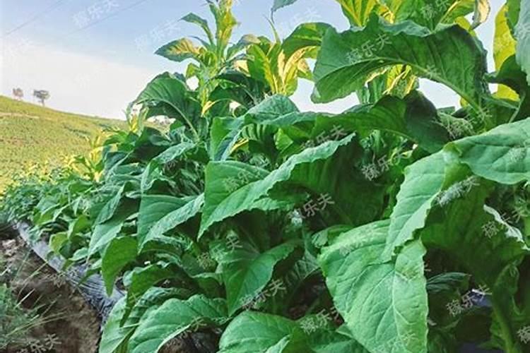 露地种植小麦怎么施肥