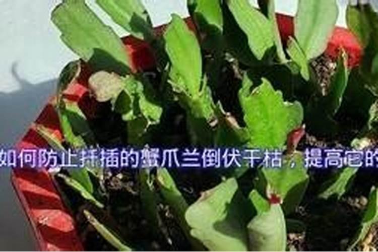 焦作市哪里有卖有机肥的