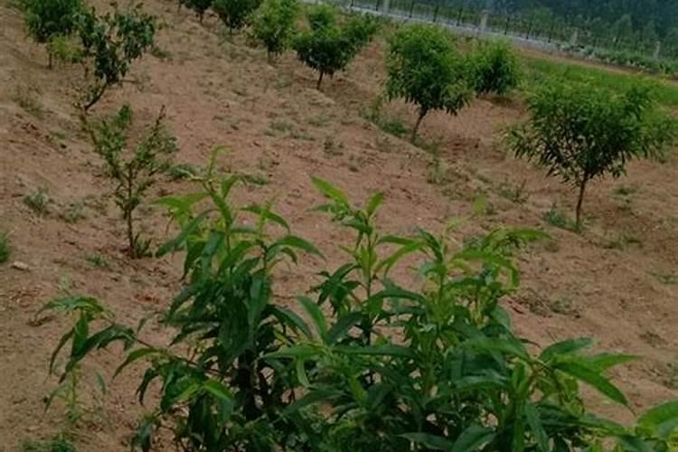 叶面肥什么牌子最好