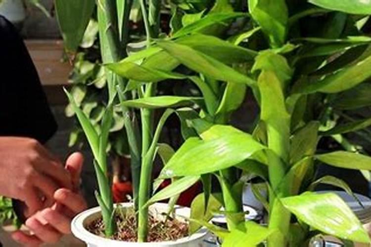 桃树什么时候用水溶肥最好