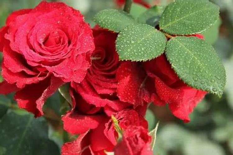 玫瑰花怎么养才不会枯萎