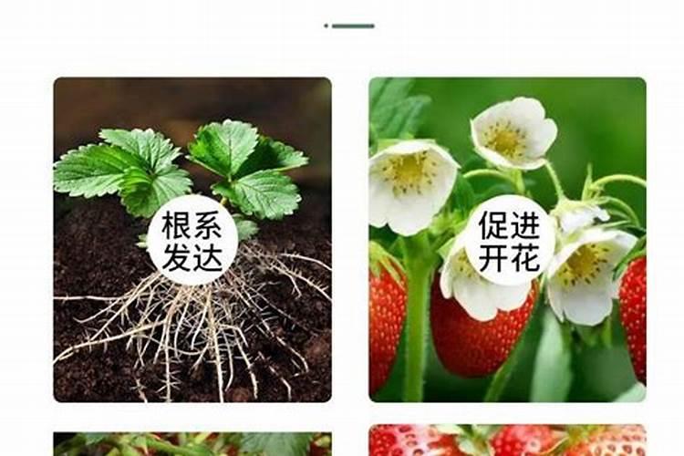 草莓多久施一次肥多久浇一次水
