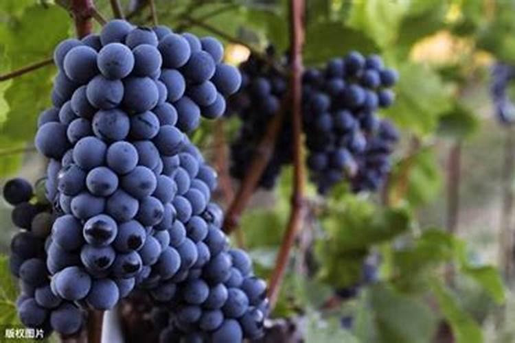 葡萄糖做叶面肥有效吗