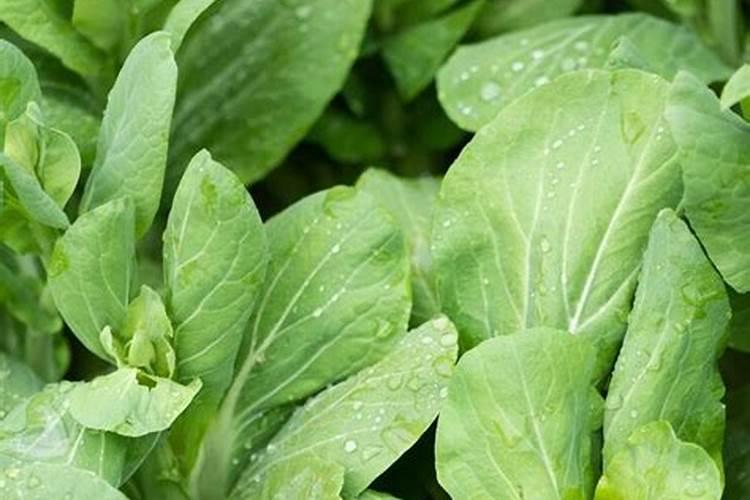 青菜过几天浇水好？