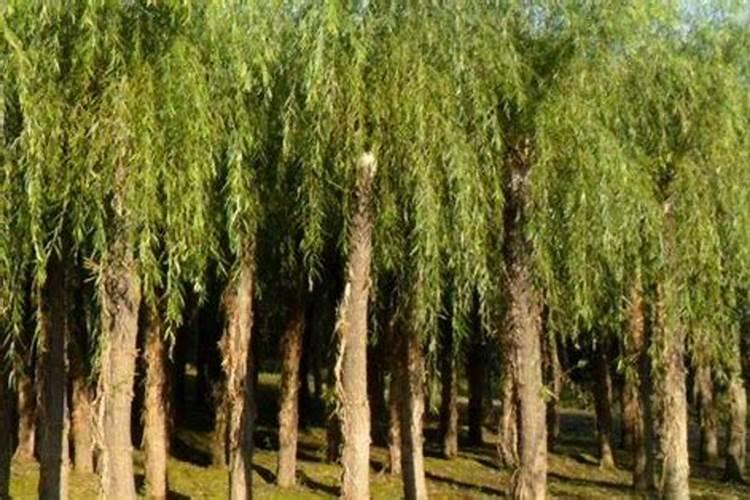 柳树锈病怎么防治？有没有人了解？