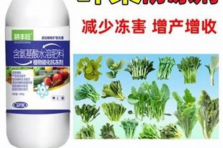 想问香樟树的叶子为什么发黄