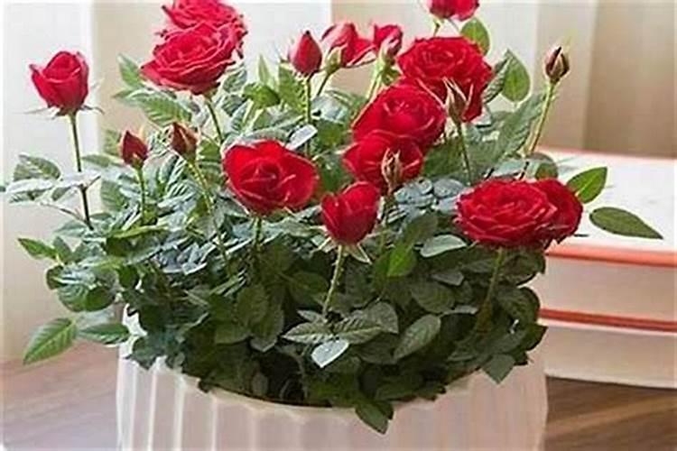 喇叭花施什么肥？氮肥/磷酸二氢钾/氮磷钾复合肥三种肥料