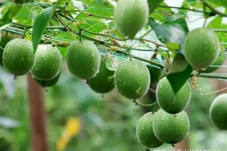 罗汉果花叶病是怎样发生的？该怎样防冶？