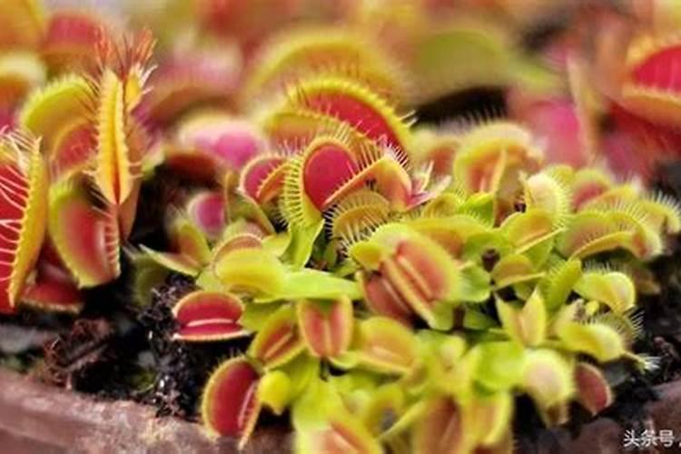 捕蝇草开花会死吗,怎么养才开花