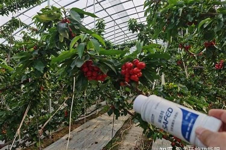 玉米出廖了能打叶面肥吗