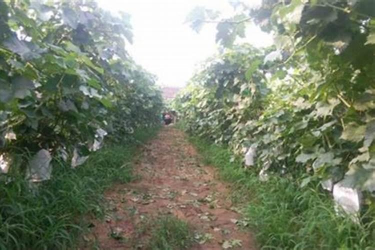 葡萄种植不同时期如何追肥施肥注意事项