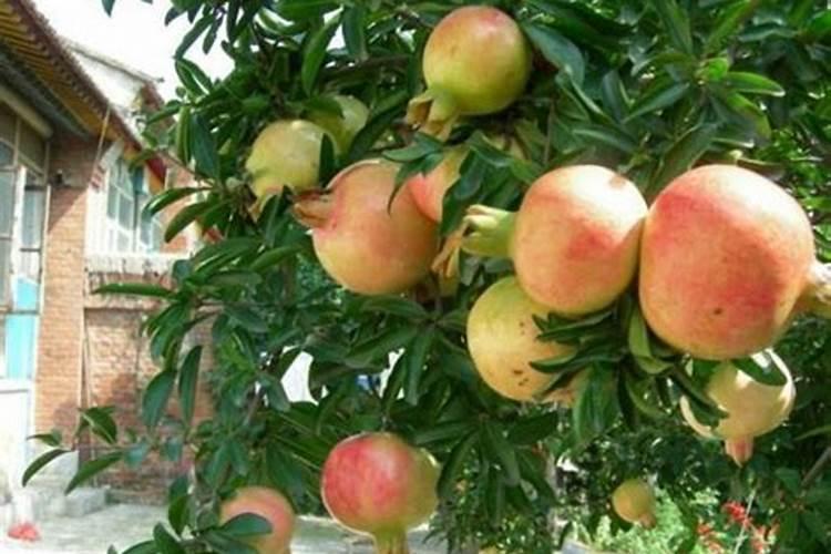 石榴坐果后如何施肥才能长得又大又甜？