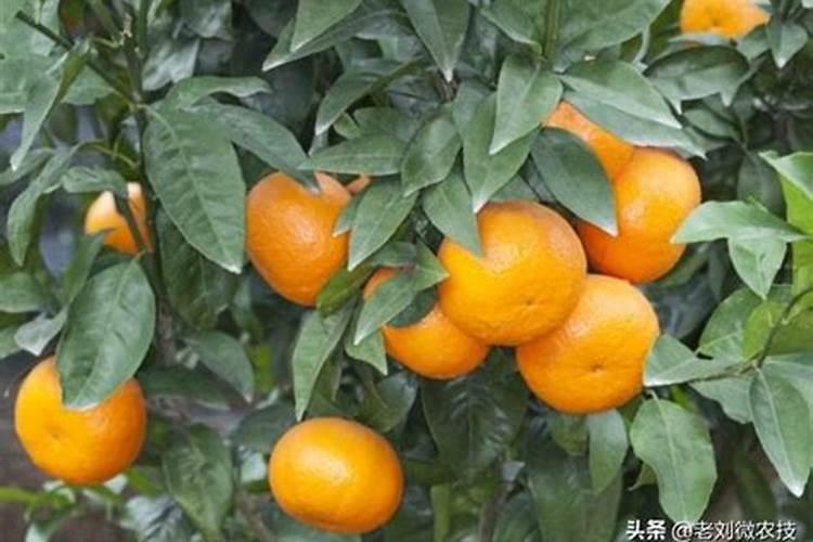 沃柑用什么肥料最好