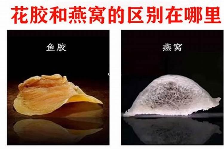鱼胶和燕窝的区别