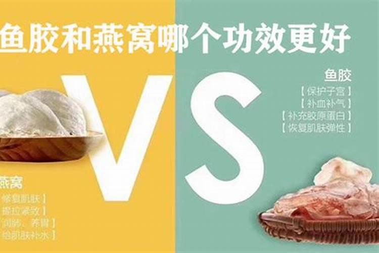 鱼胶和燕窝的功效哪个好 鱼胶和燕窝有什么不同