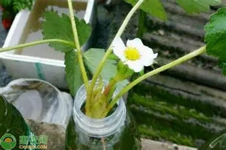 草莓水培种植技术
