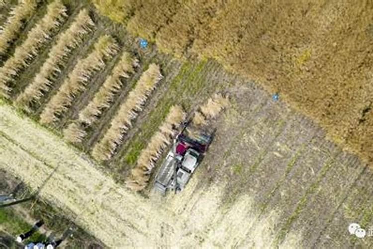 湖北江汉平原鱼米之乡