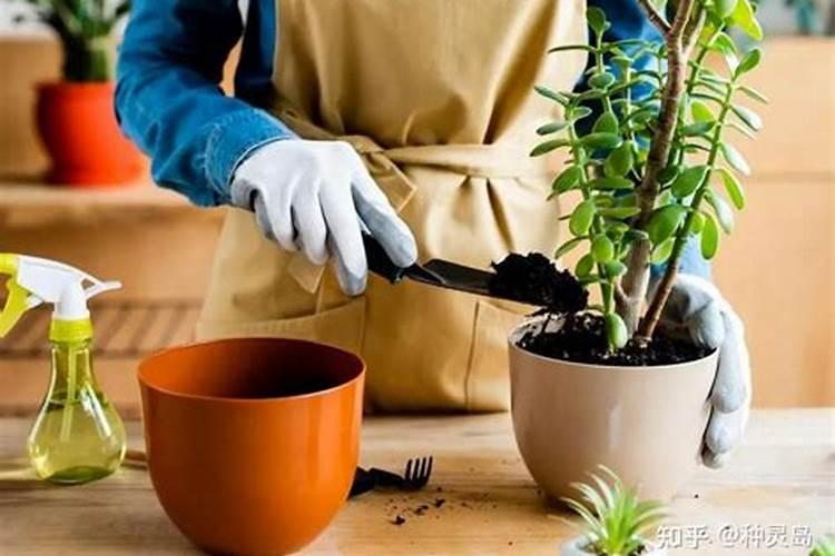 用多菌灵多久可以用肥料