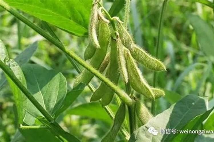 大豆追肥的最佳时期