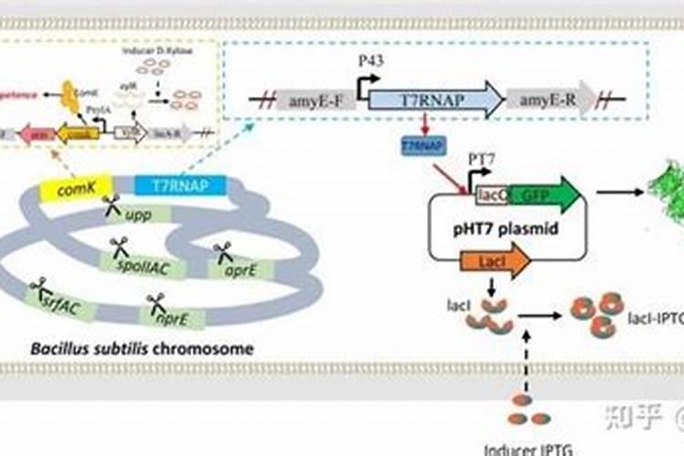 刚移栽的小番茄苗能浇鱼蛋白吗