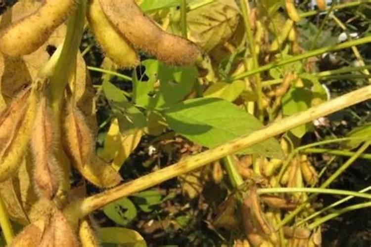 大豆结荚期喷施什么叶面肥肥