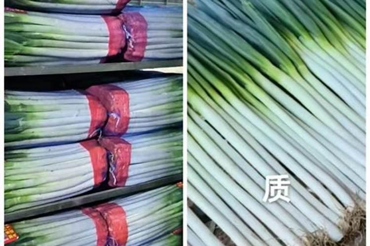 二月份适合种什么蔬菜？