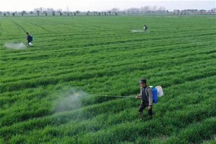 清明时节小麦如何管理？