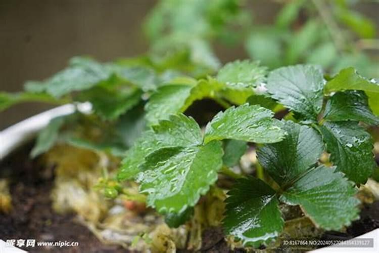 草莓结果期喷什么叶面肥结果多？草莓座果期专用叶面肥？