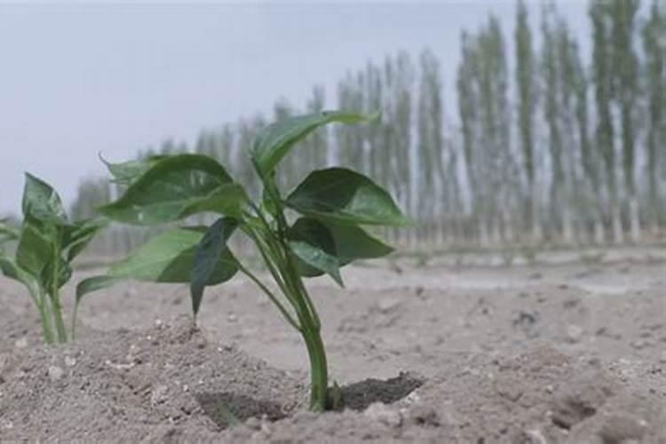 鱼缸沙子种什么