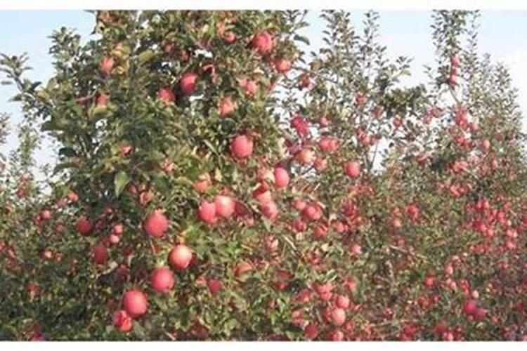 硫基复合肥和硝基复合肥 硫基复合肥和硝硫基复合肥