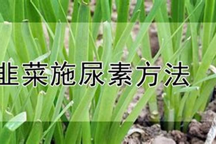 韭菜追肥可以用尿素吗？尿素的作用有哪些？