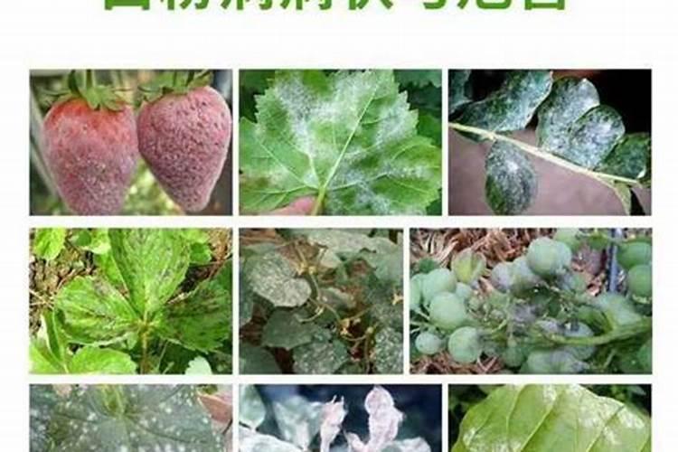 用什么方法治疗月季花的白粉病？