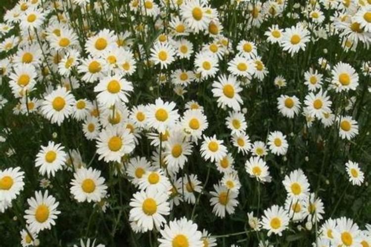 雏菊花期到了,当前该怎样养护才能让它花开得更多,花色更艳丽？