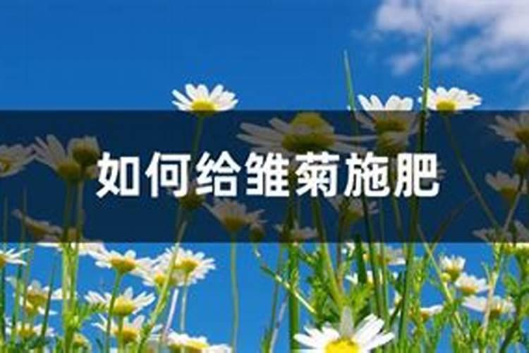 雏菊一年开几次花