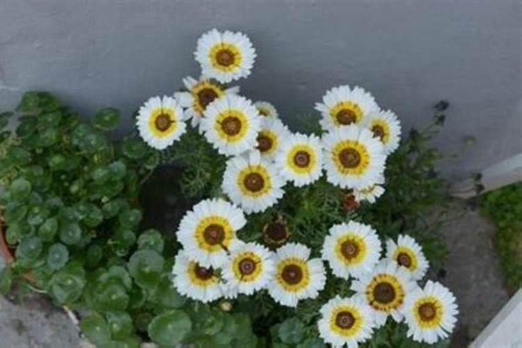 雏菊花期拖肥可以吗