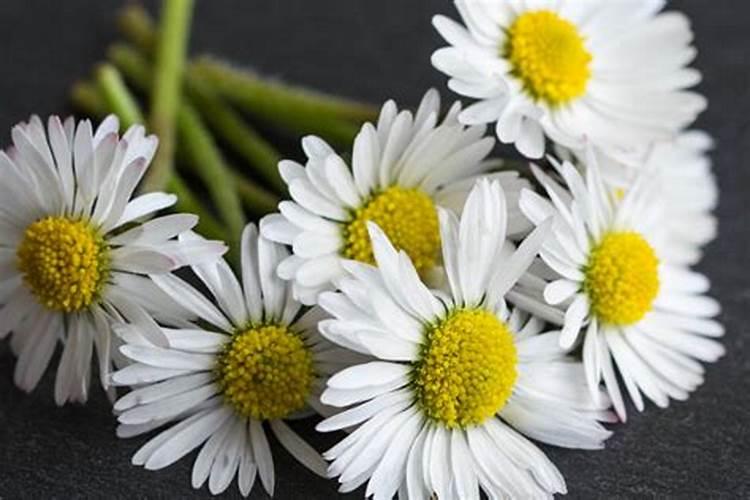 雏菊的施肥方法(雏菊施肥全攻略,科学施肥,让你的花园菊花开得更艳丽...