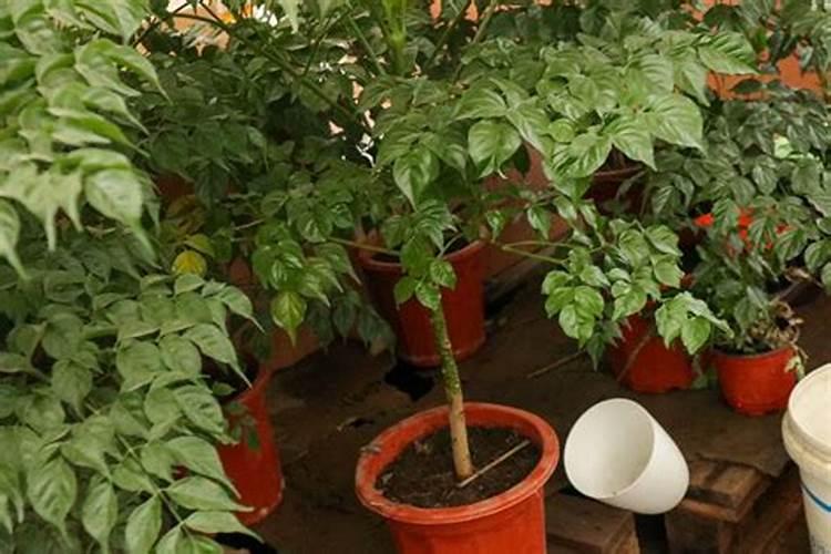 幸福树用什么肥料