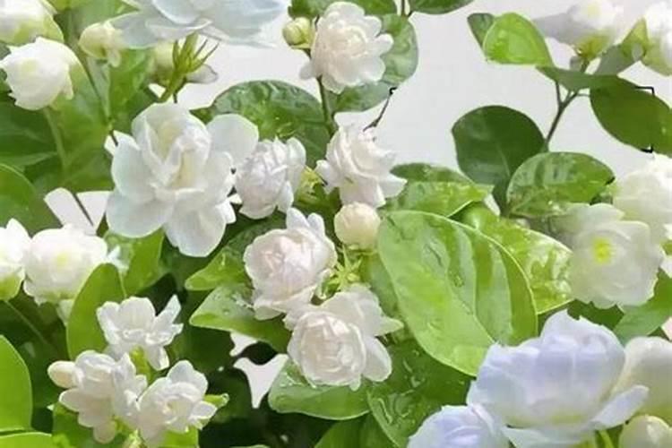 开春茉莉花怎么换盆长新芽更快
