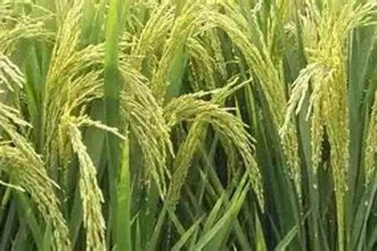 复合肥水稻多久才会吸收？