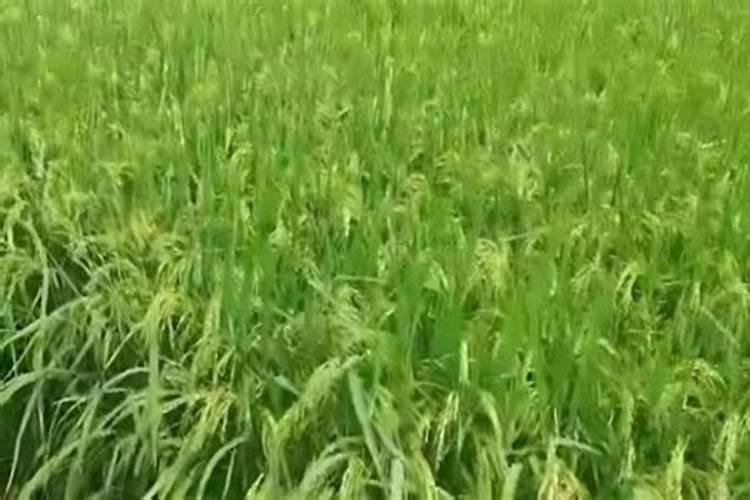 水稻需肥特性是什么？