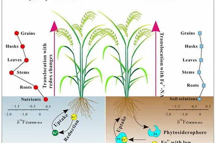 水稻最佳追苞肥期是什么时候？