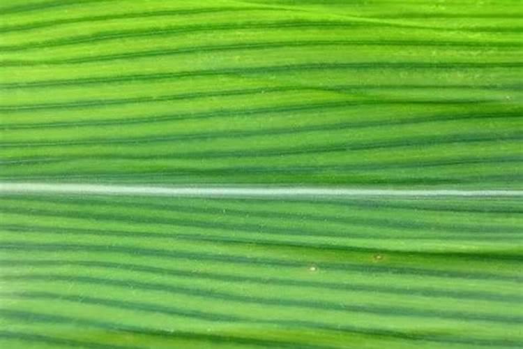 玉米氮肥过多的危害