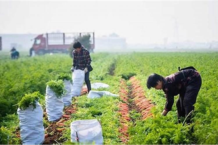 种植萝卜常用增产叶面肥有哪些？ 根茎膨大期使用膨大剂促增收