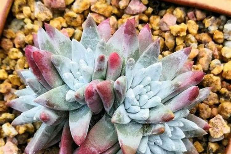 多肉水浇多了就烂根,盆面撒一些什么东西,好处不少还漂亮？